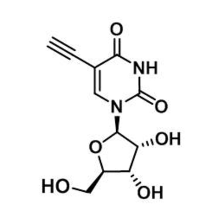 5-Ethynyl Uridine (EU)